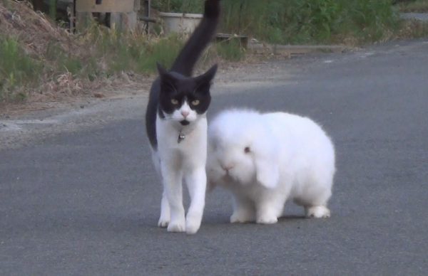 「まるできょうだい」 猫とウサギ一緒に散歩